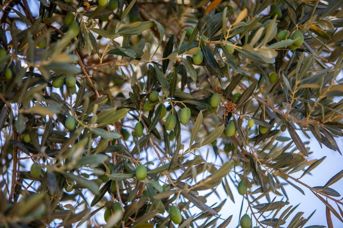 Finca Rural Es Pujol ソリェル エクステリア 写真