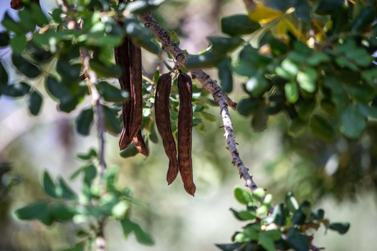 Finca Rural Es Pujol ソリェル エクステリア 写真
