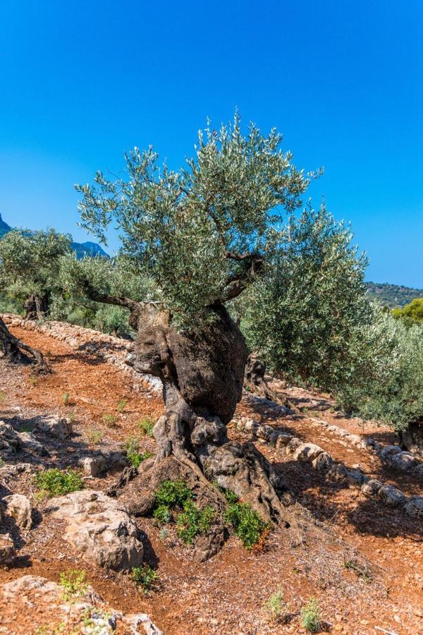 Finca Rural Es Pujol ソリェル エクステリア 写真